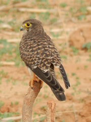 Image of Falco tinnunculus