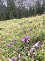Gentianella germanica