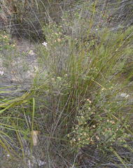 Acmadenia tetragona