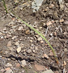 Eriospermum bifidum