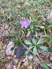 Gentianella germanica