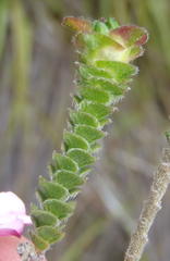 Acmadenia tetragona