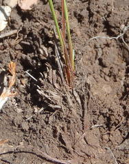 Eriospermum bifidum