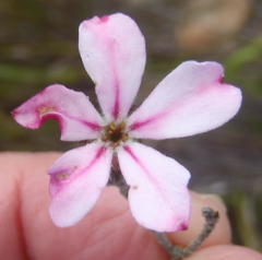 Acmadenia tetragona