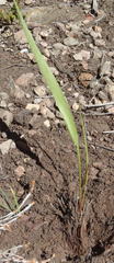Eriospermum bifidum