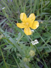 Ranunculus fascicularis