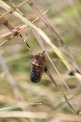 Danaus gilippus