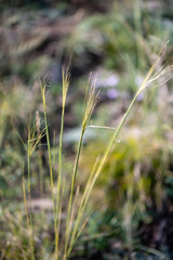 Stipa krylovii
