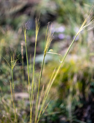 Stipa krylovii