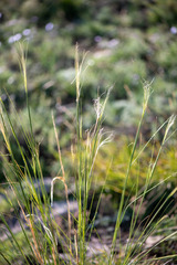 Stipa krylovii