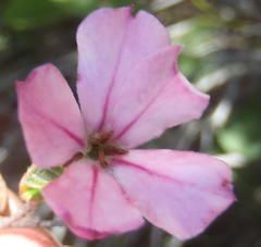 Acmadenia tetragona