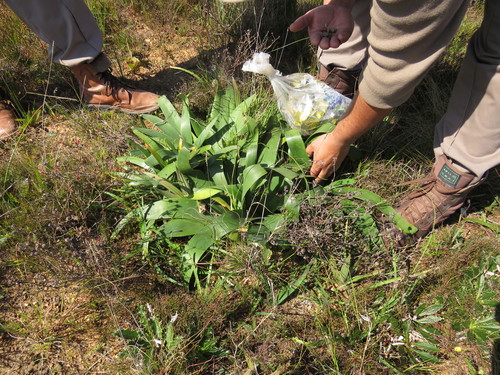 Image of Ammocharis longifolia by (c) Jeremy Gilmore, some rights reserved (CC BY)