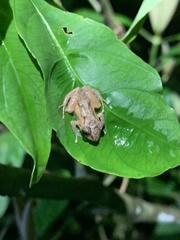 Pristimantis incomptus