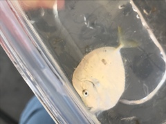 Selene setapinnis