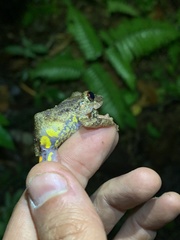 Pristimantis diadematus