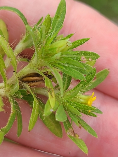 Pectis prostrata image