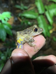 Pristimantis diadematus