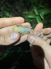 Pristimantis diadematus