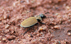 Graphipterus limbatus