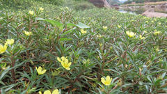 Ludwigia adscendens diffusa