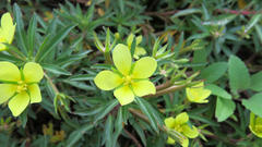 Ludwigia adscendens diffusa
