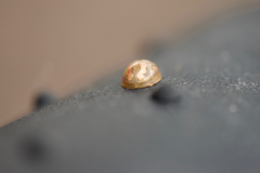 Paropsisterna debilis