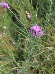 Centaurea stoebe