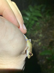 Pristimantis diadematus