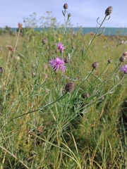 Centaurea stoebe