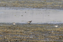 Calidris minuta