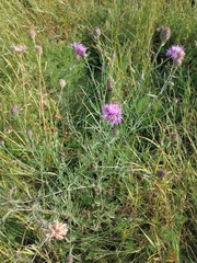 Centaurea stoebe