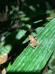 Pristimantis altamnis