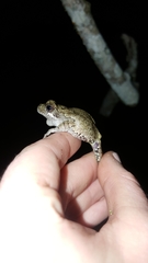 Hyla avivoca