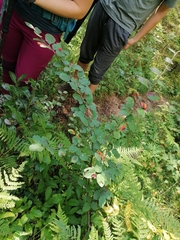 Cotoneaster tomentosus