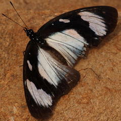 Hypolimnas anthedon wahlbergi