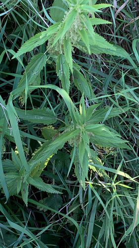American stinging nettle
