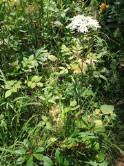 Heracleum austriacum