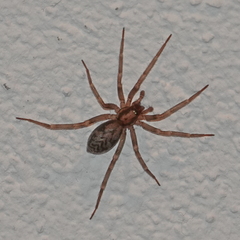 Liocranum