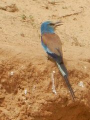 Coracias abyssinicus