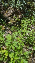 Geum vernum