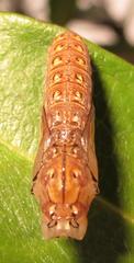 Acraea petraea