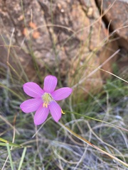 Ixia pauciflora