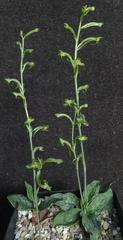 Habenaria arenaria