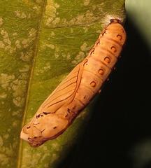 Acraea petraea