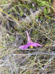 Ixia pauciflora