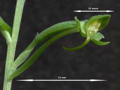 Habenaria arenaria
