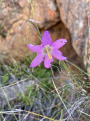 Ixia pauciflora