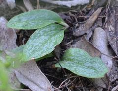 Habenaria arenaria