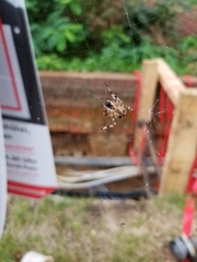 Araneus diadematus