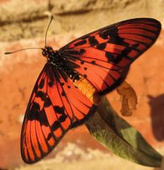 Acraea petraea